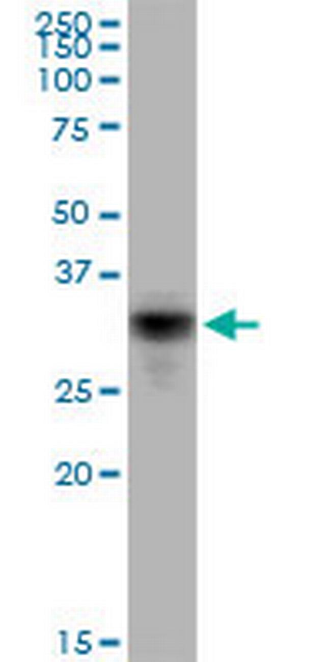 CD80 Antibody in Western Blot (WB)
