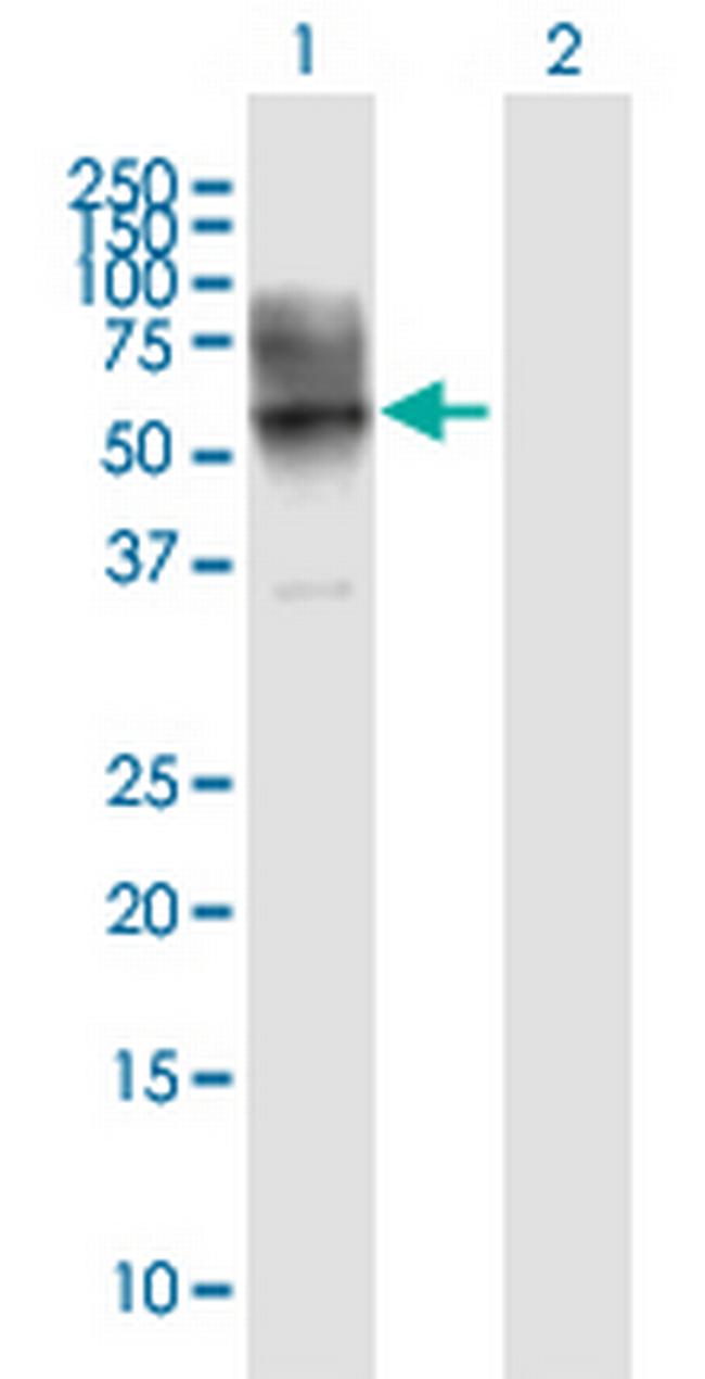 CD86 Antibody in Western Blot (WB)