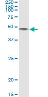 CD86 Antibody in Immunoprecipitation (IP)
