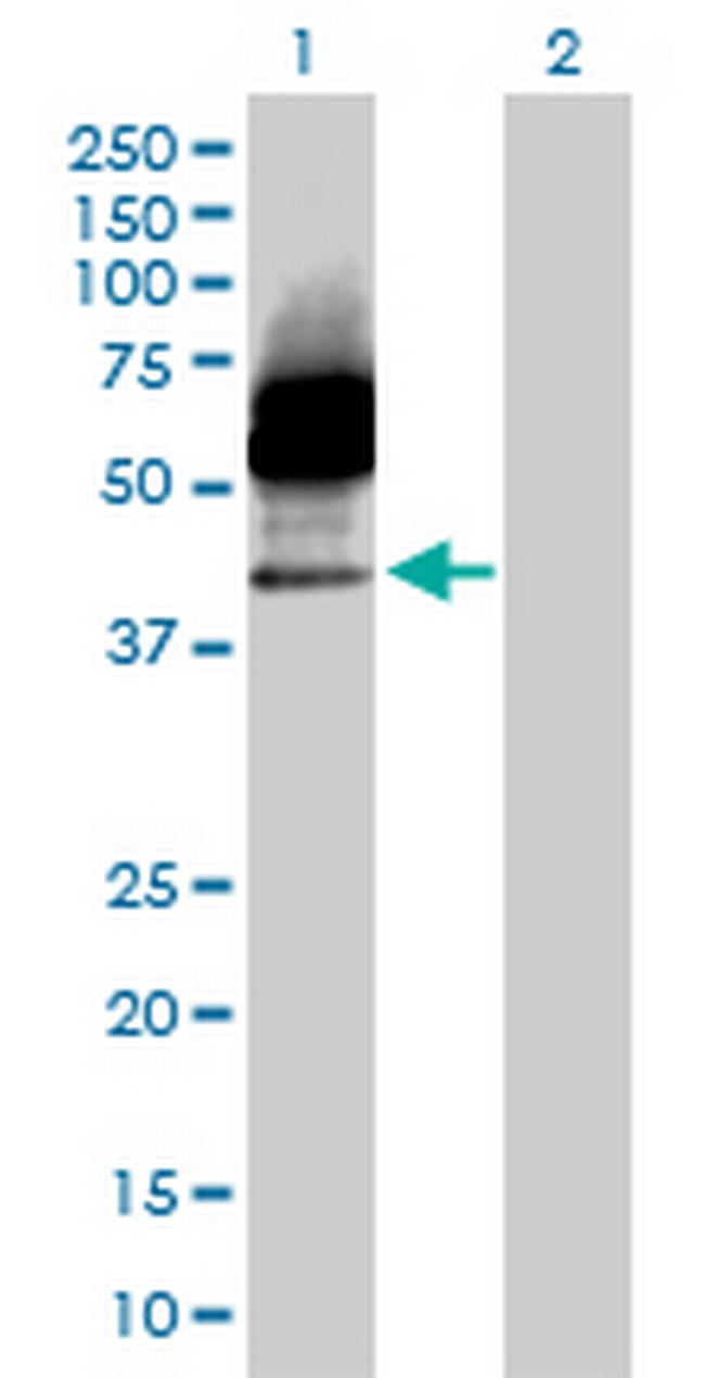CD33 Antibody in Western Blot (WB)