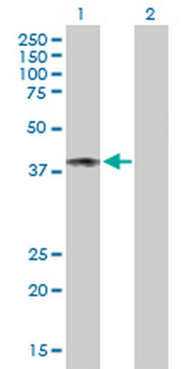 CD48 Antibody in Western Blot (WB)