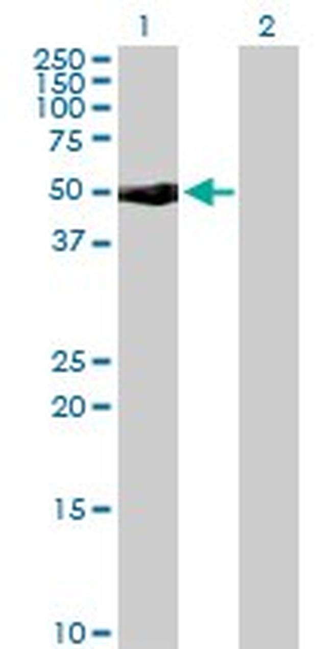 CD48 Antibody in Western Blot (WB)