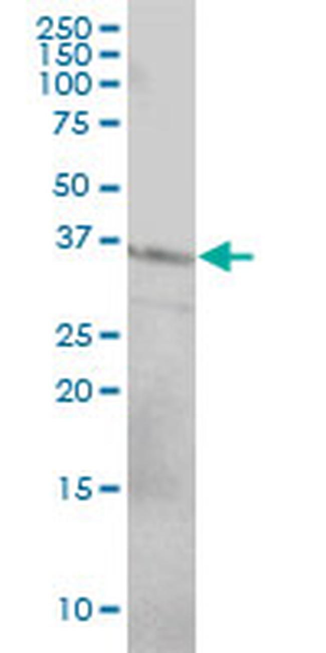 CD79B Antibody in Western Blot (WB)