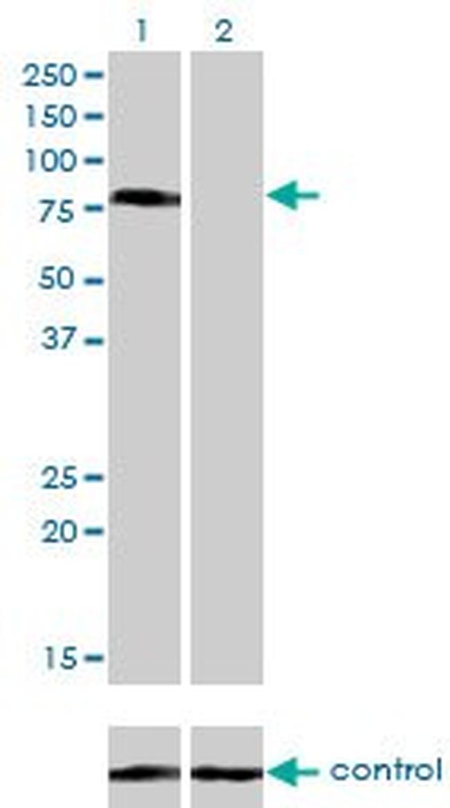 CD97 Antibody in Western Blot (WB)