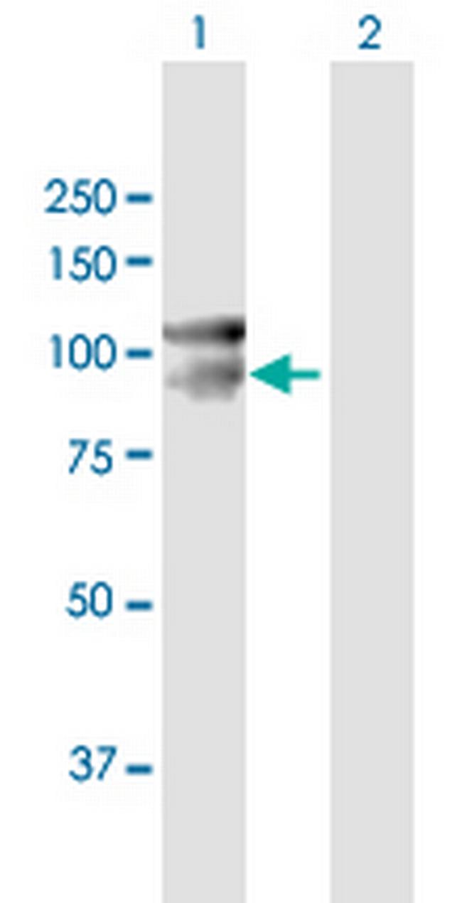 CDH12 Antibody in Western Blot (WB)