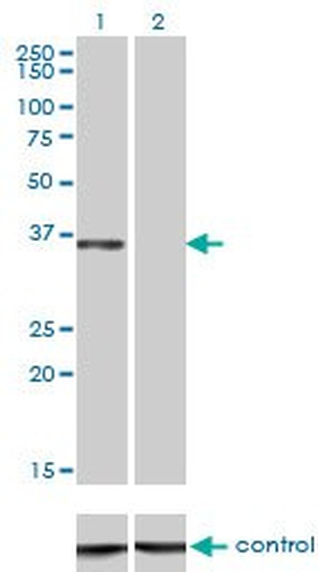 CEBPE Antibody in Western Blot (WB)