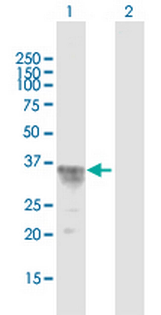CISH Antibody in Western Blot (WB)