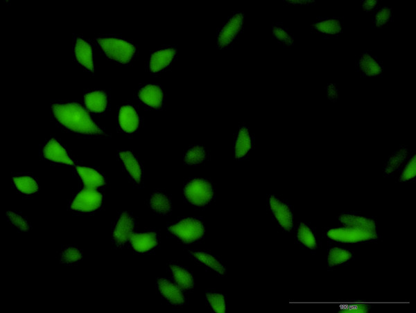 CISH Antibody in Immunocytochemistry (ICC/IF)