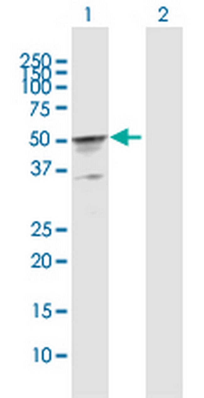 CKMT2 Antibody in Western Blot (WB)
