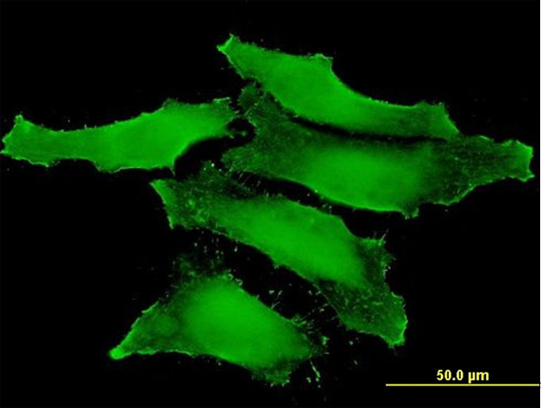CLIC1 Antibody in Immunocytochemistry (ICC/IF)