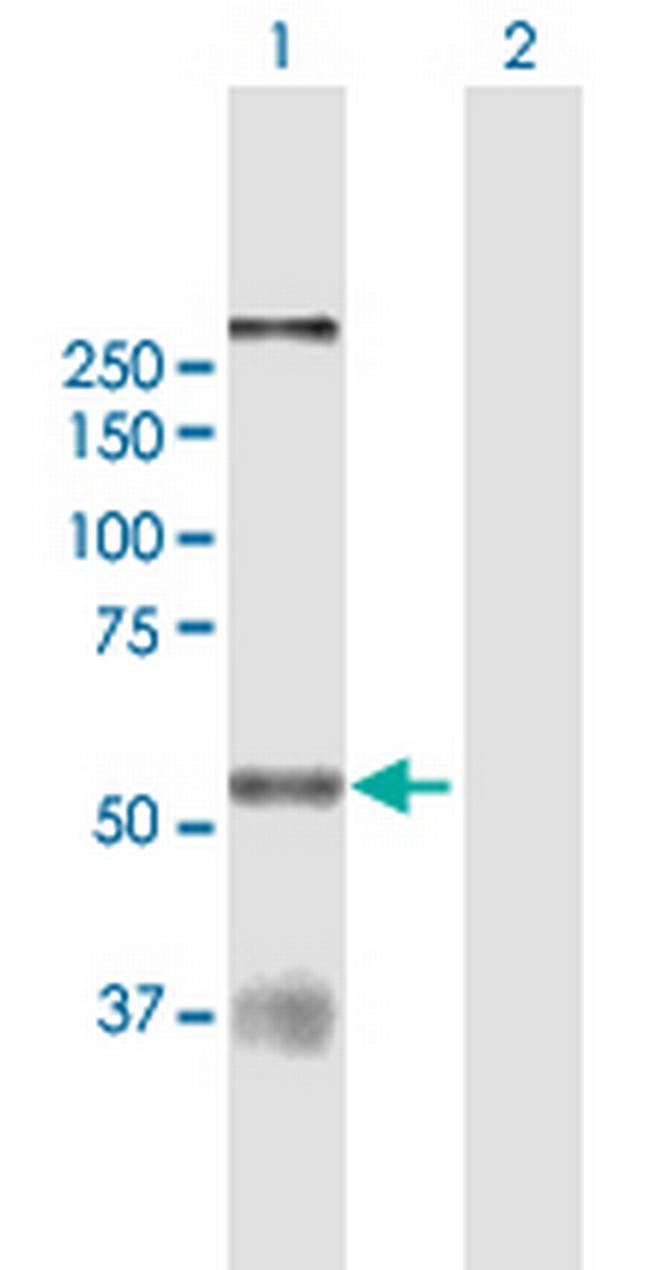 CLK1 Antibody in Western Blot (WB)