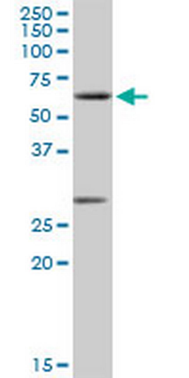 CLK2 Antibody in Western Blot (WB)