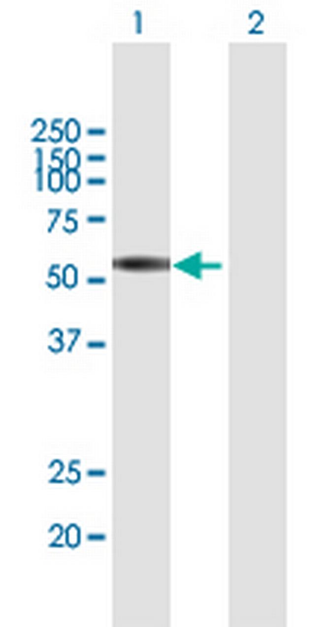 CLK3 Antibody in Western Blot (WB)