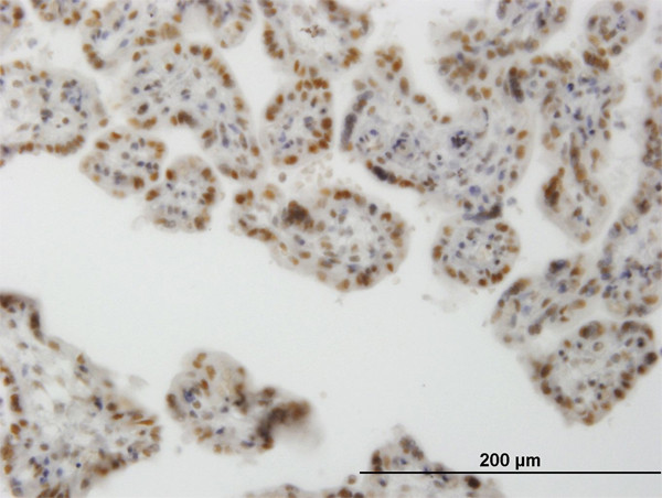 CLK3 Antibody in Immunohistochemistry (Paraffin) (IHC (P))
