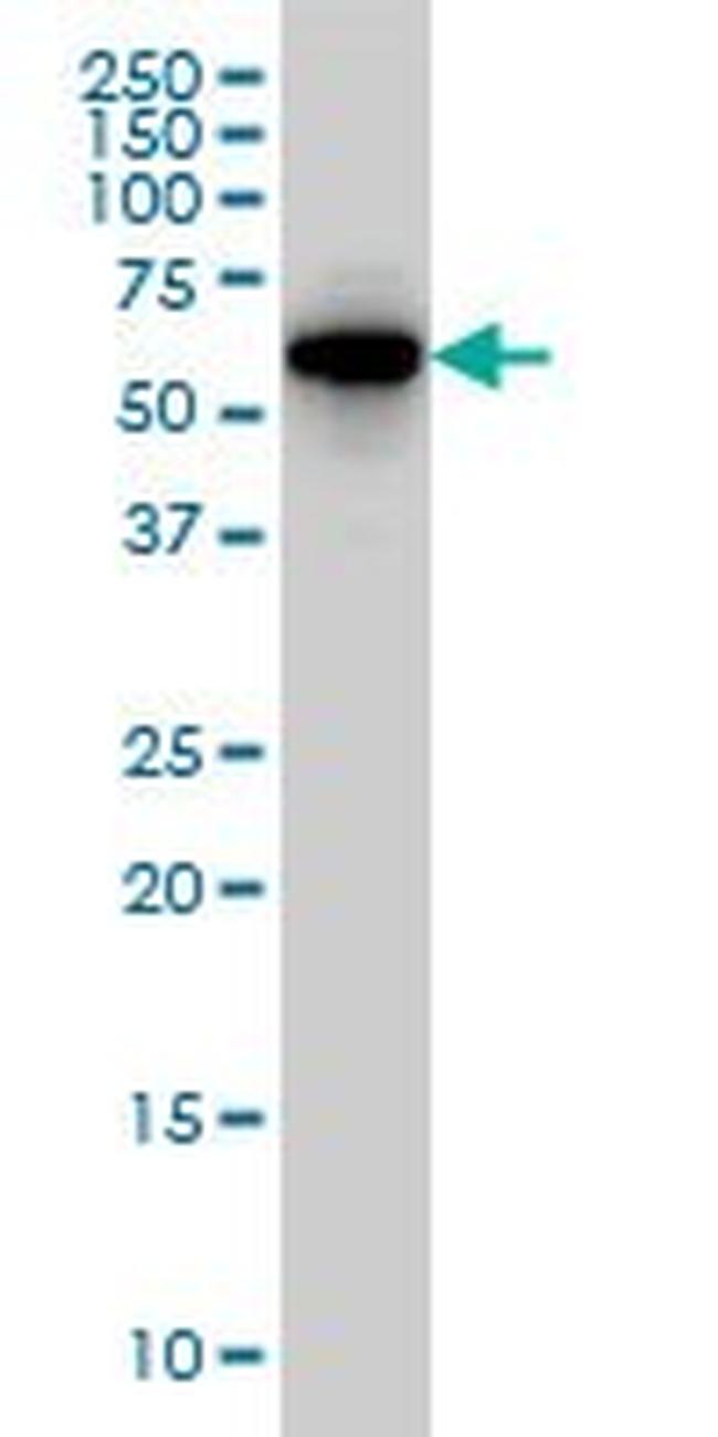 CLK3 Antibody in Western Blot (WB)