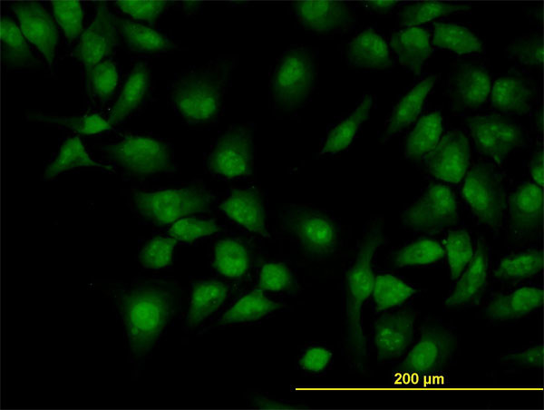 CLK3 Antibody in Immunocytochemistry (ICC/IF)