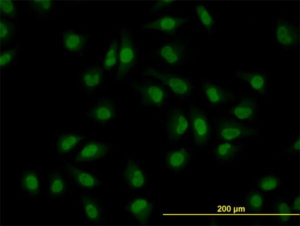 CLK3 Antibody in Immunocytochemistry (ICC/IF)