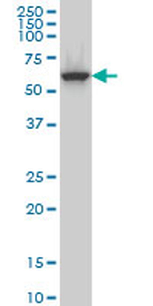 CLK3 Antibody in Western Blot (WB)
