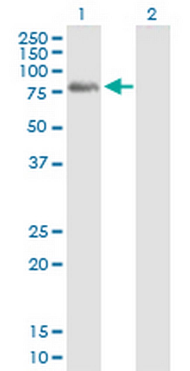 PLK3 Antibody in Western Blot (WB)