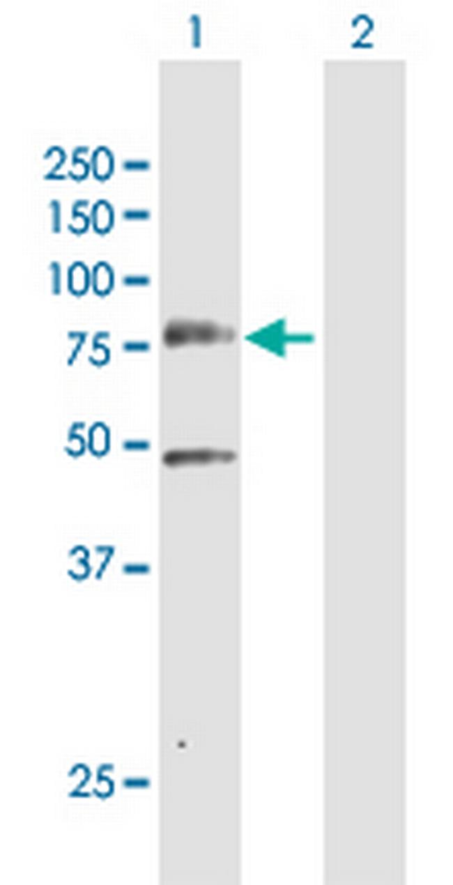 PLK3 Antibody in Western Blot (WB)