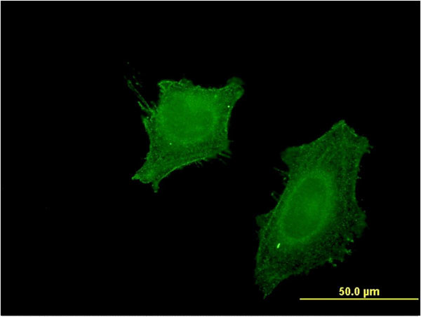 CNP Antibody in Immunocytochemistry (ICC/IF)