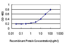 COL4A6 Antibody in ELISA (ELISA)