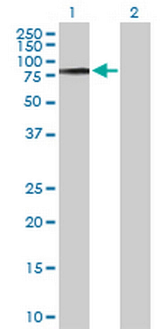 COL9A3 Antibody in Western Blot (WB)
