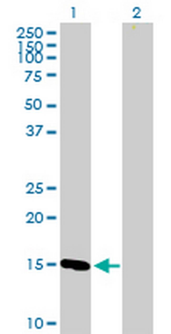 COX4I1 Antibody in Western Blot (WB)