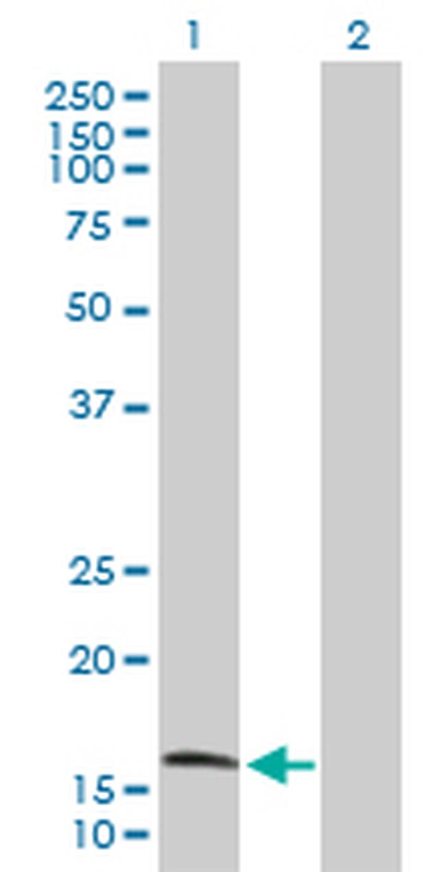 COX4I1 Antibody in Western Blot (WB)