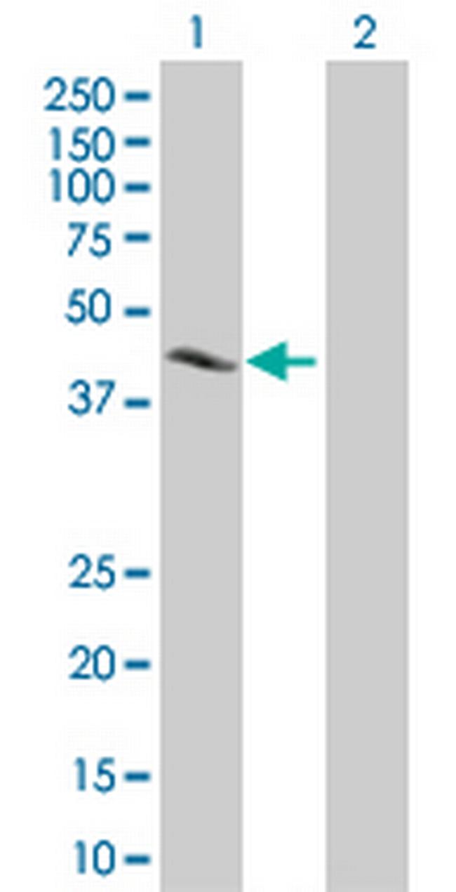 CREB1 Antibody in Western Blot (WB)