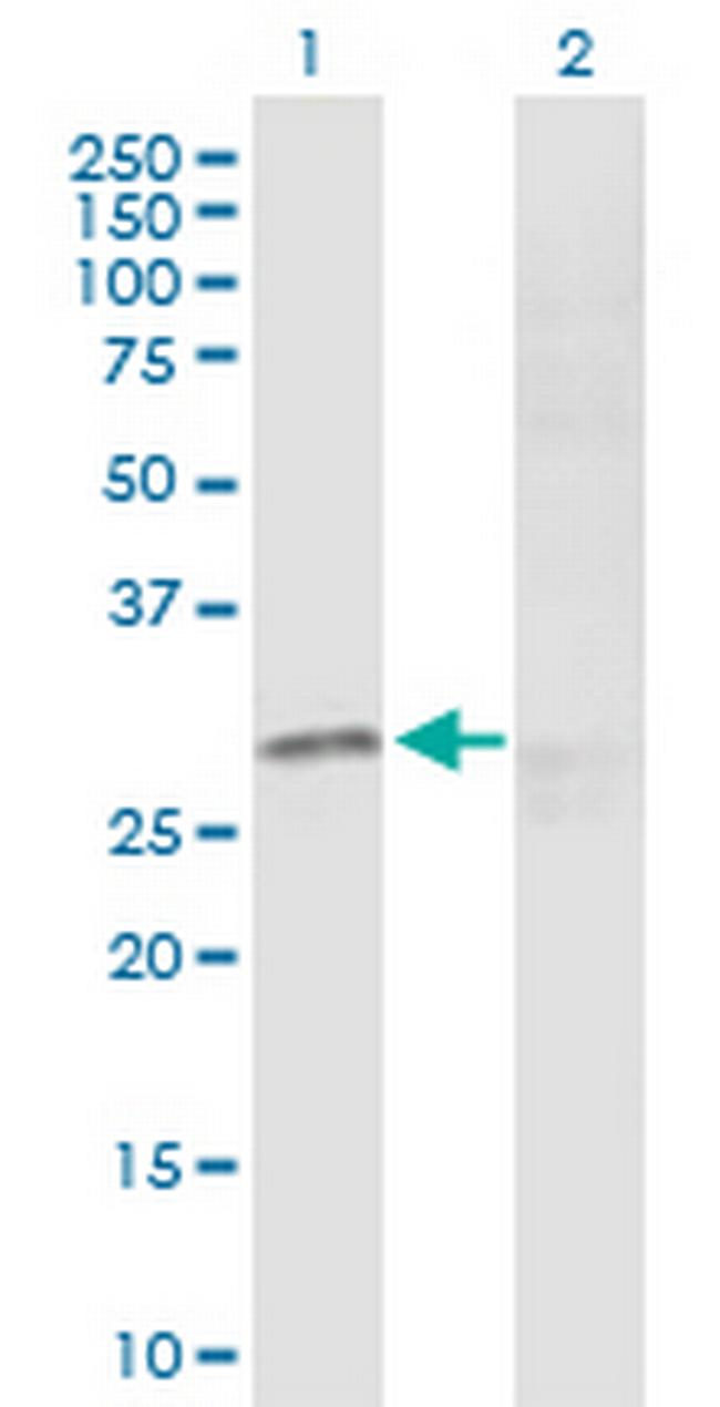 CREB1 Antibody in Western Blot (WB)