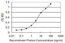 CREBBP Antibody in ELISA (ELISA)