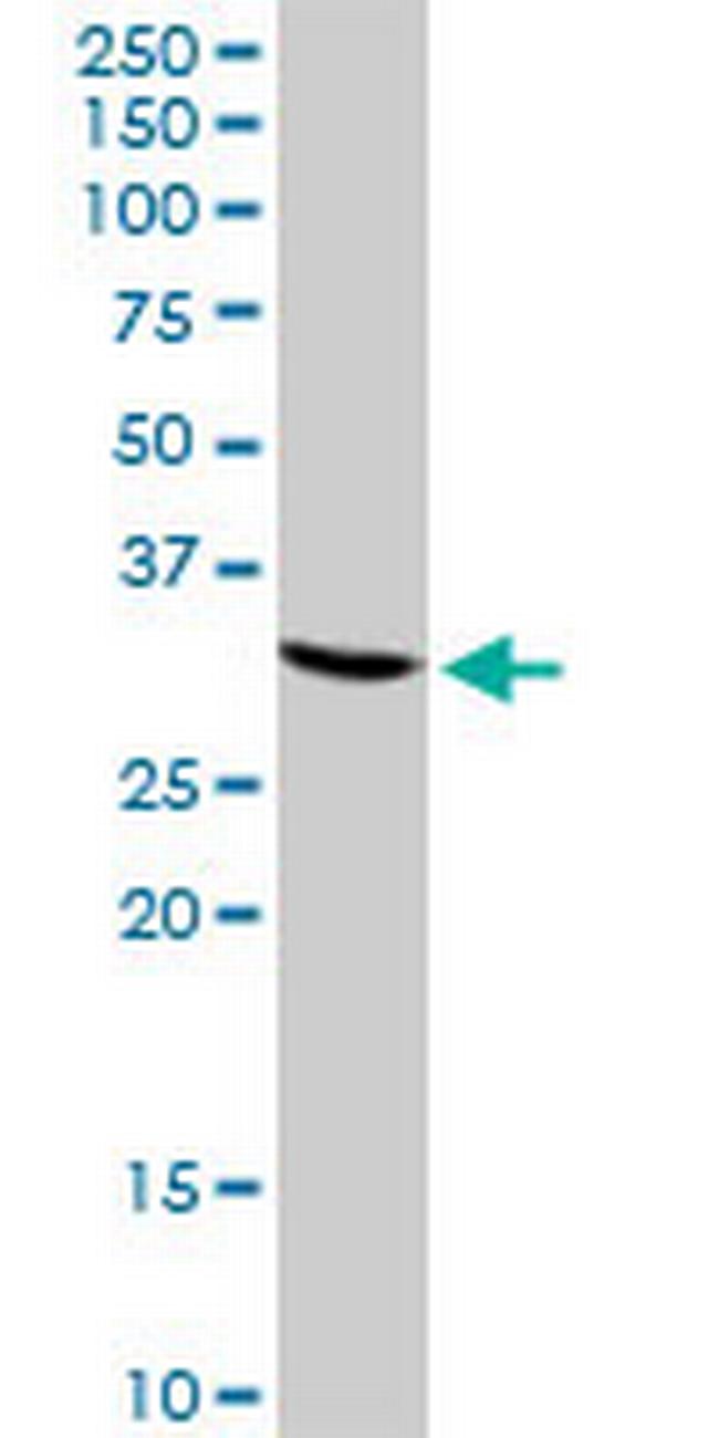 CREM Antibody in Western Blot (WB)
