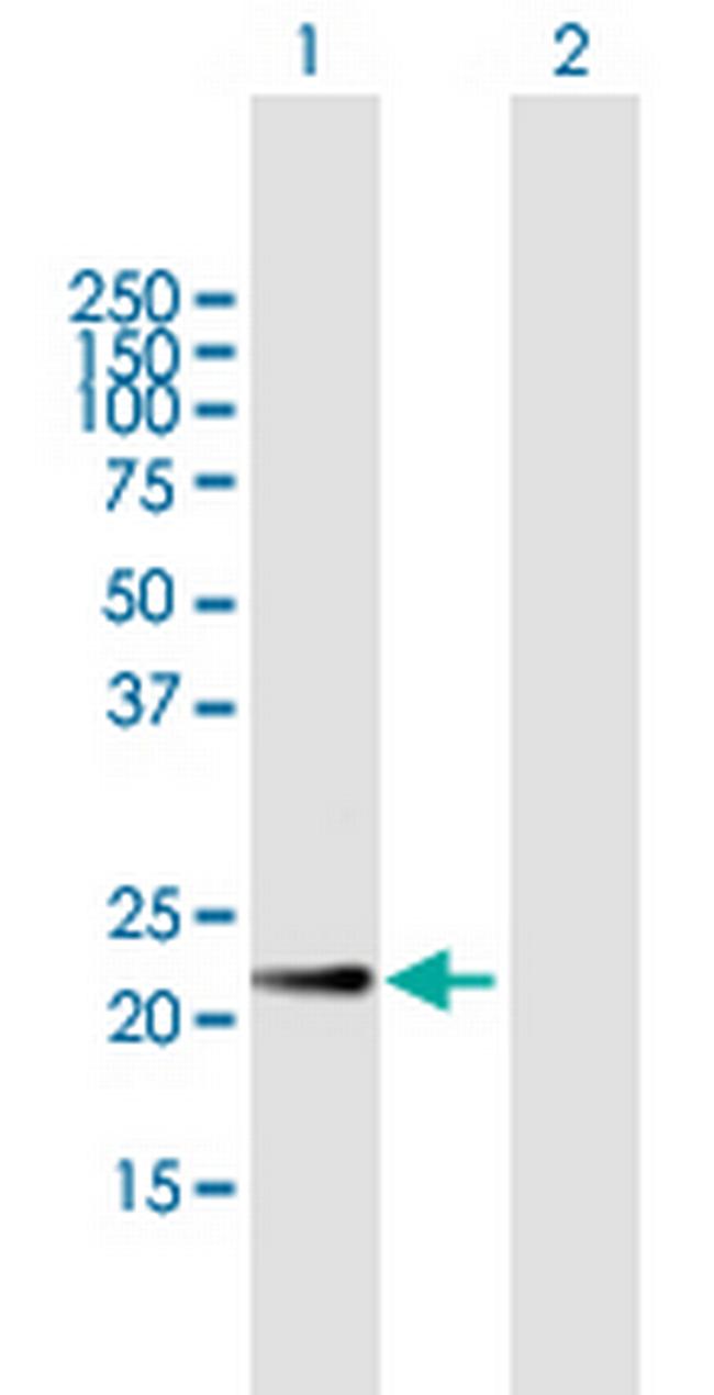CRK Antibody in Western Blot (WB)