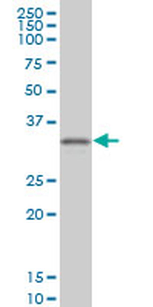 CRX Antibody in Western Blot (WB)