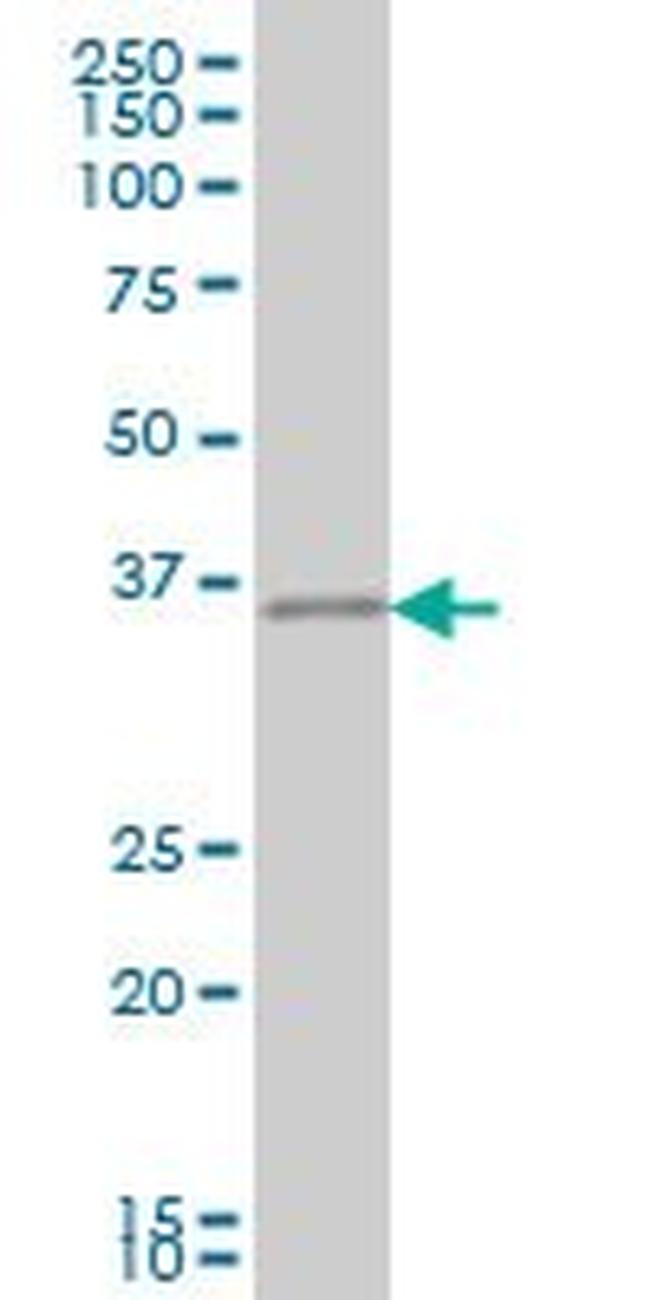 CRX Antibody in Western Blot (WB)