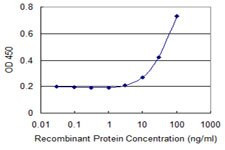 CSNK1G2 Antibody in ELISA (ELISA)