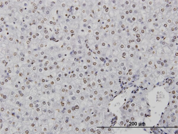 CSTB Antibody in Immunohistochemistry (Paraffin) (IHC (P))