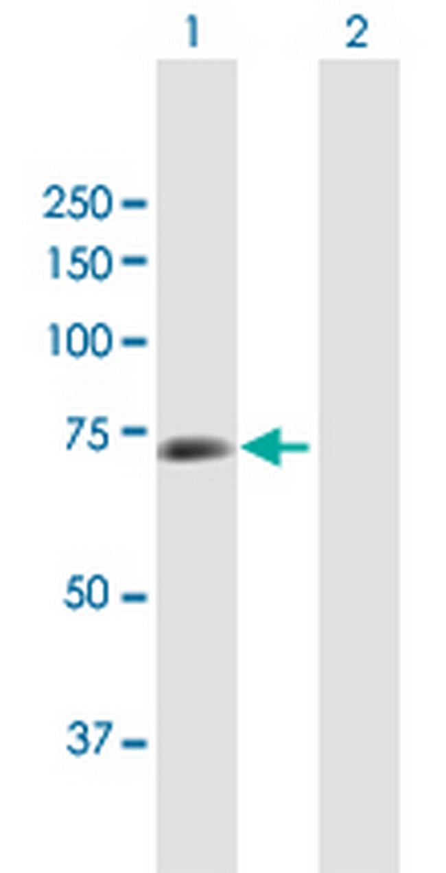 CSTF2 Antibody in Western Blot (WB)
