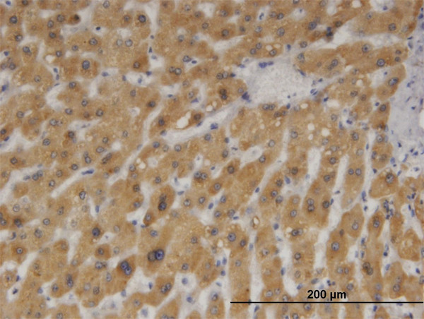 CYB5A Antibody in Immunohistochemistry (Paraffin) (IHC (P))