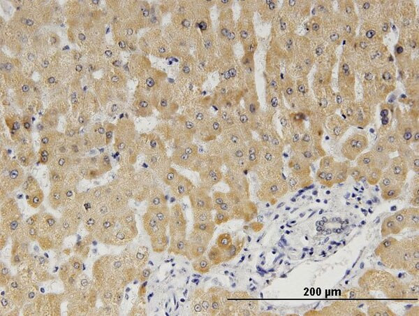 CYB5A Antibody in Immunohistochemistry (Paraffin) (IHC (P))