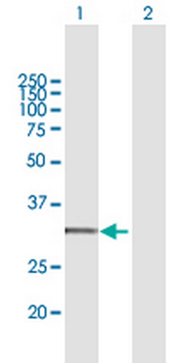CYC1 Antibody in Western Blot (WB)