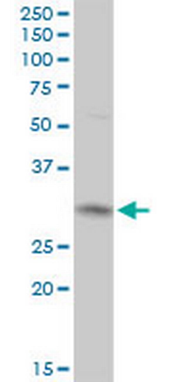 CYC1 Antibody in Western Blot (WB)