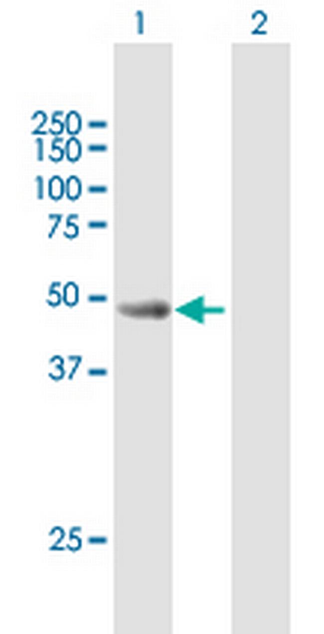 CYLC2 Antibody in Western Blot (WB)