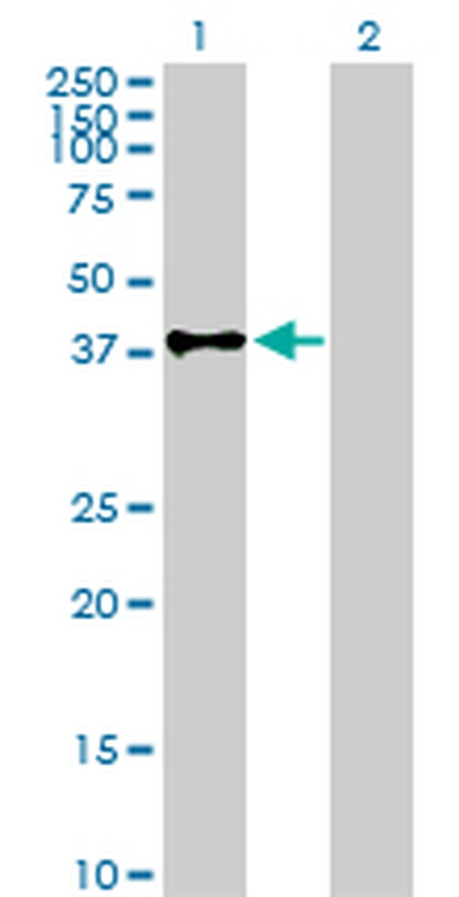 CD55 Antibody in Western Blot (WB)