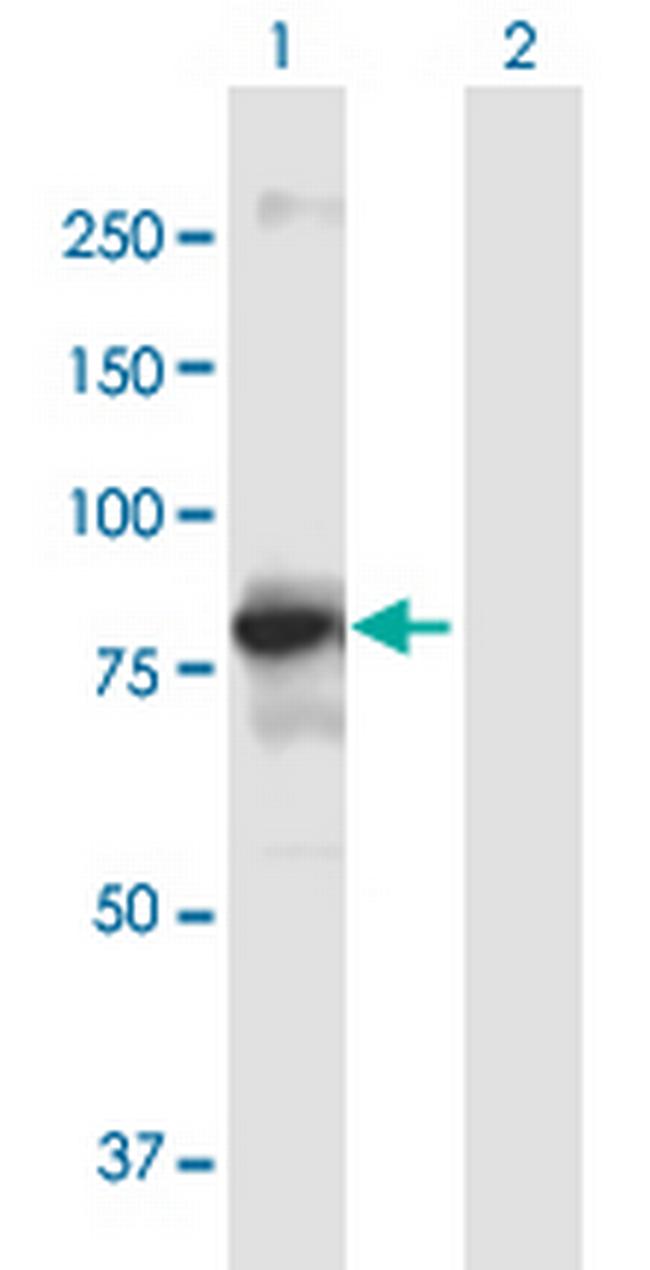 DGKA Antibody in Western Blot (WB)