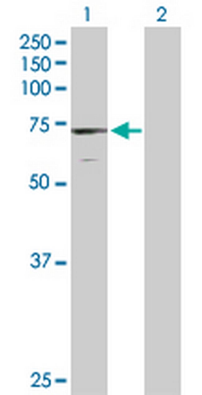 DAXX Antibody in Western Blot (WB)