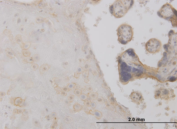 DCTD Antibody in Immunohistochemistry (Paraffin) (IHC (P))