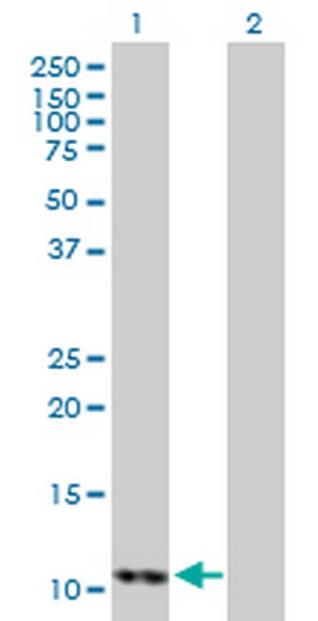 DDT Antibody in Western Blot (WB)