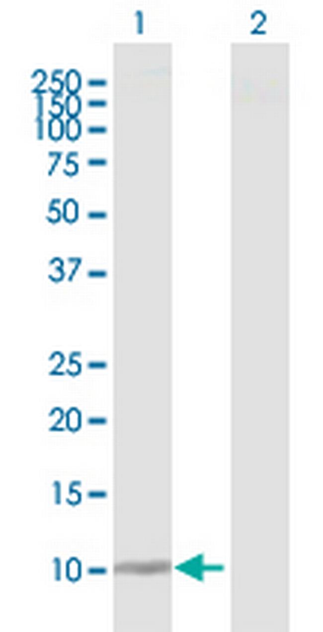 DDT Antibody in Western Blot (WB)
